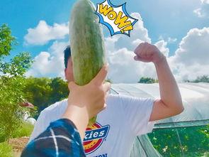 网红无偿吃瓜,揭秘网络红人幕后生活