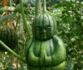 莱阳网红吃瓜事件真相