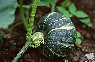 网红吃瓜种草视频下载,揭秘热门美食背后的秘密